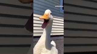 بطه كيوت اصحى يابطوطه تربية الطيور بطه بتتكلم البطه الرقصه البطه المضحكه     سمعها