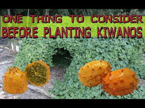 Videó: Kiwano Horned Fruit: Termesztési tippek és információk a zselés dinnye gondozásáról