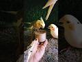 cockatiel bird 🐦😍 #shorts #cockatiel #yellowcockatiel48