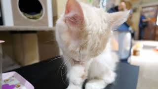 Grooming Munchkin Kitten Am by TOKYO CATS 350 views 9 months ago 2 minutes, 23 seconds