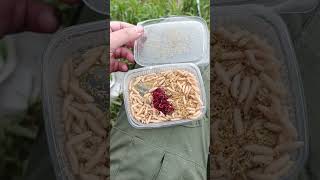 Секретная насадка из опарыша и мотыля #рыбалка #фидер