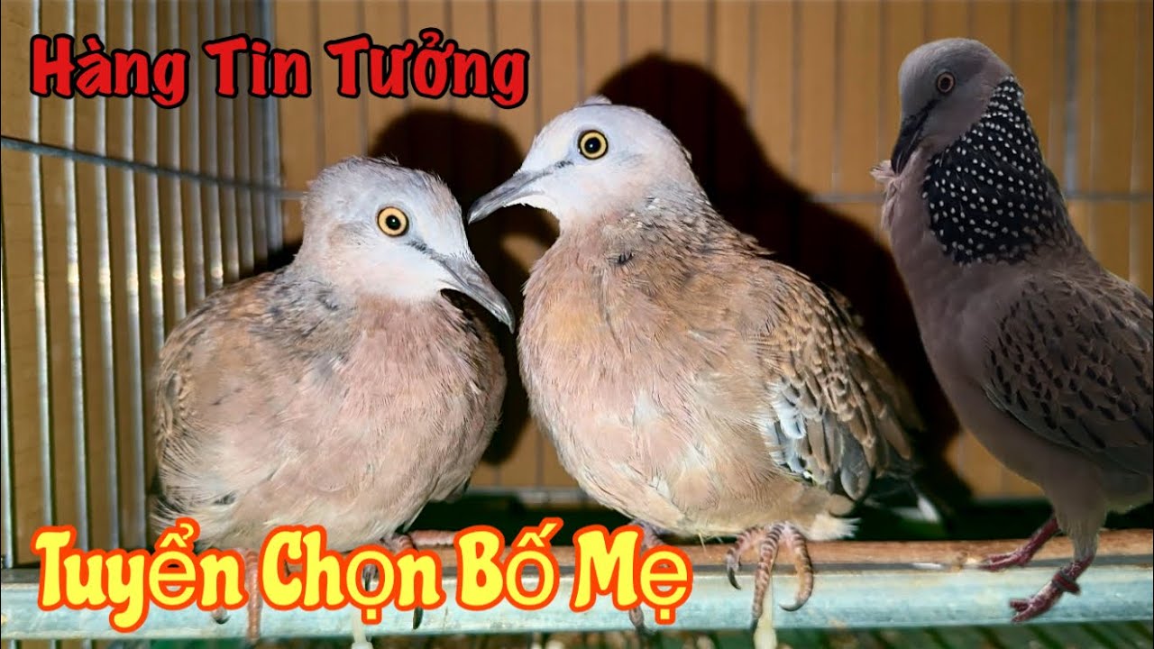 Bố Mẹ Thổ Đồng Nhập Khẩu 
