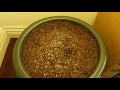 The Cheapest Grow Possible From Seed to Harvest