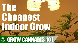 The Cheapest Grow Possible From Seed to Harvest