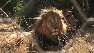 Ethiopia's iconic black-maned lions fading fast