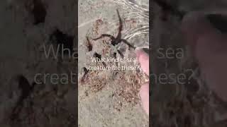 #relax #nature #the red sea #what kind of sea creature are these красной море