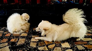 Dog barks at deaf cat to befriend it by GBC Cats 303 views 1 year ago 2 minutes, 1 second