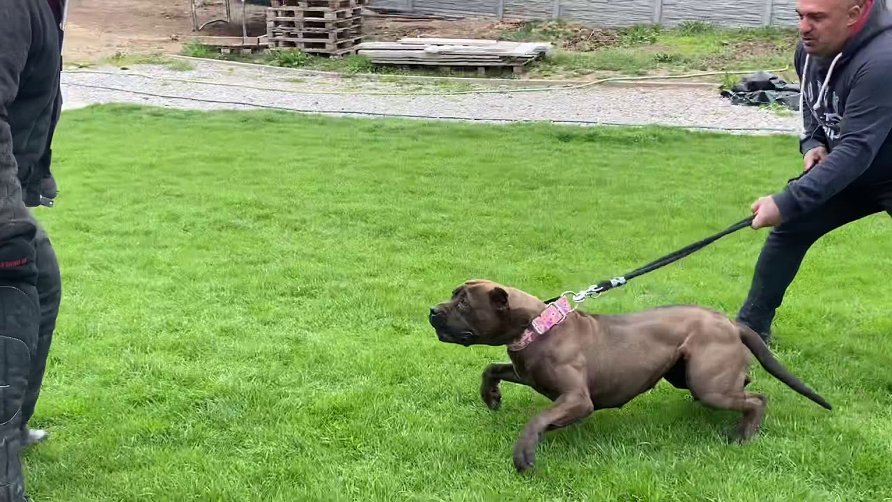 Training day Bandog Crayta Imperial 21.months old protection training ...