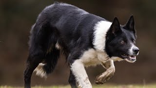 Lot 36: Glebe Fort Jim – 7.2.24  Farmers Marts Dolgellau Online Sheepdog Auction