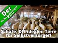 Schafe, DIE idealen Tiere für Selbstversorger