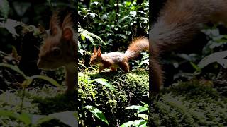 daily life of squirrel #naturelovers #squirrels #enjoying #harshlife #forestlife #watterfall #nature