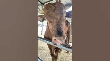 Sapi Moo, Suara Sapi, Sapi Lucu, Sapi Jumbo, Sapi Kurban #sapi #lembu #cow #conbò