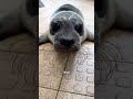 The Truth About Seals 🦭 #seals #animals #cuteanimals #cute