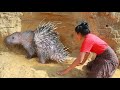 Woman found malayan porcupine - fried fish for dog and malayan porcupine eat delicious