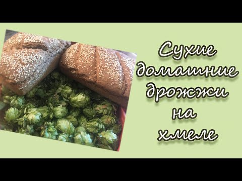 Приготовление хмелевых дрожжей в домашних условиях