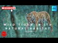 "Majestic Wild Tiger in Its Natural Habitat: A Close Encounter"