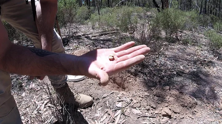 Gold Nugget Big Clunker! - 13 Grams of Victoria's finest!