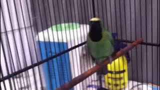 cucak hijau ijo medan atau kepala kuning