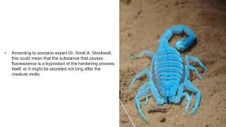 Scorpions glow under ultra violet light.