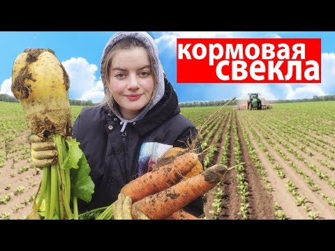 Результаты по выращиванию кормовой свеклы. Наш огород в деревне