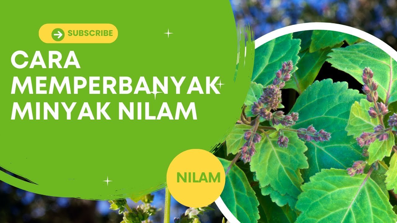 CARA MEMPERBANYAK MINYAK NILAM #bayudiningrat  #bayusehatmandiri #pelatihanbsm B4