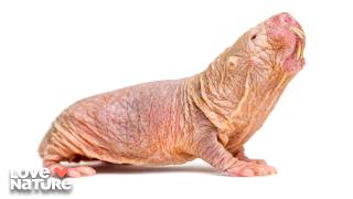 The Worlds UGLIEST Animals | Strange Creatures 103