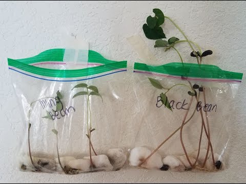 Learning with Teacher Pat: Grow Beans in a Bag