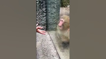 What A Reaction🙈 Monkey is Stunned by Magic Trick😍#shorts #magic #life #motivation #funny #fun