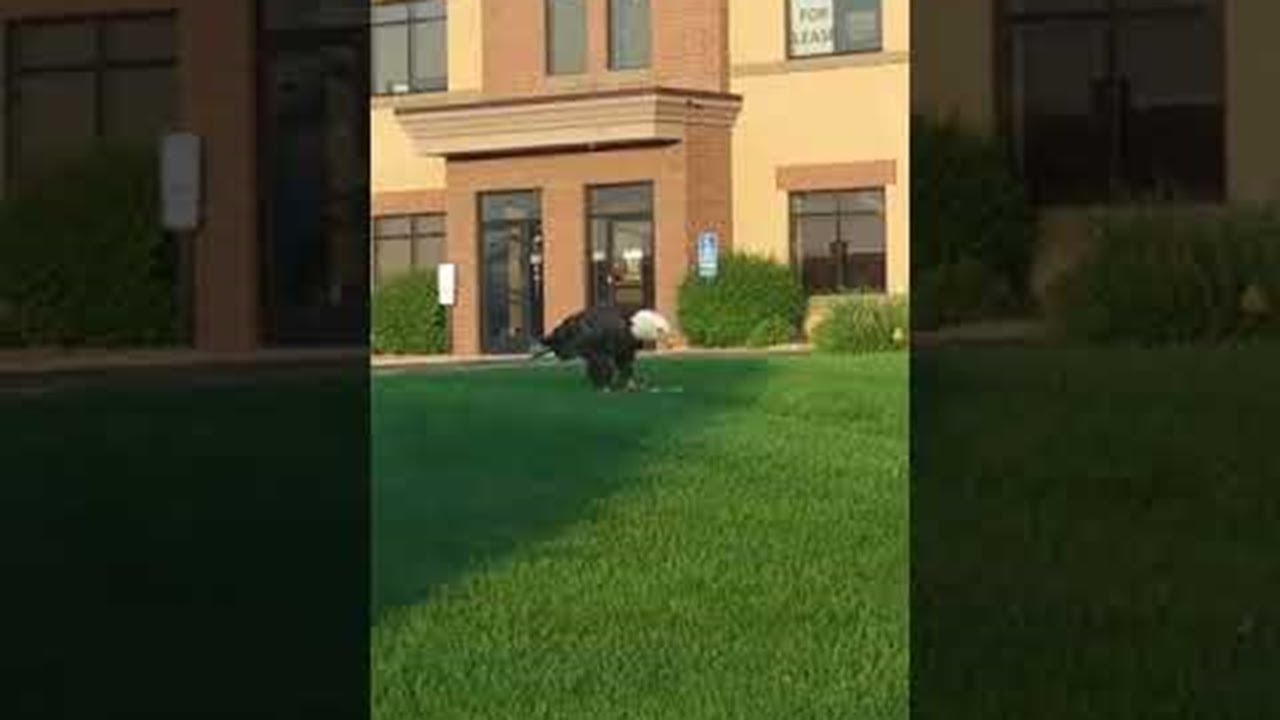 Bald Eagle Enjoys Prey in Urban Setting 