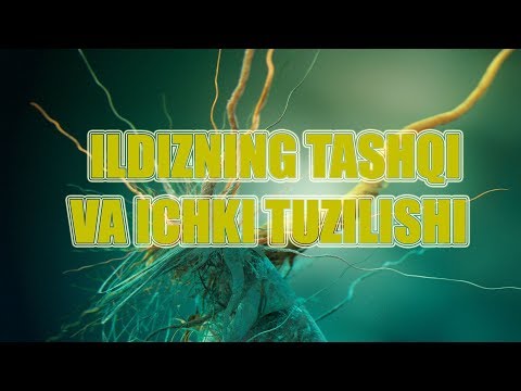 Video: Orkide tuzilishi: o'simlik qismlari, tavsifi, fotosurati