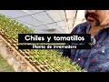 PLANTA DE CHILES Y TOMATILLOS EN INVERNADERO