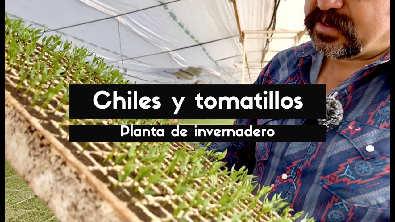 PLANTA DE CHILES Y TOMATILLOS EN INVERNADERO