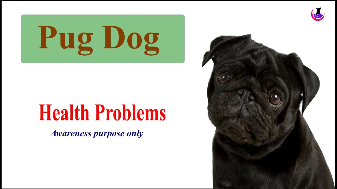 Pug Dog Health Problems II Awareness Only II Hindi II dogandvet YouTube