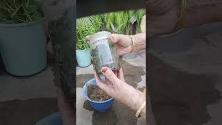 Garden Me Isko Lagao Fir Dekho Khubsurati 😍 #trending #gardening #seeds #onlineshopping #link #