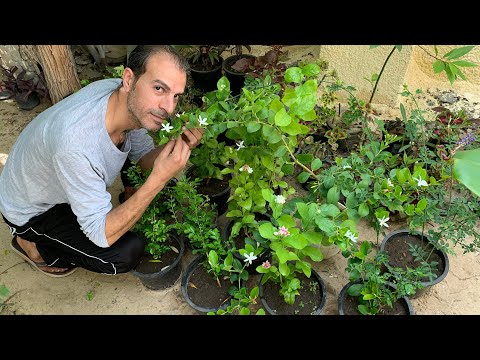 فيديو: زراعة الليلك في حاويات - نصائح لزراعة شجيرة الليلك في إناء