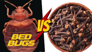 How To Get Rid of Bed bugs with Cloves & Clove Oil