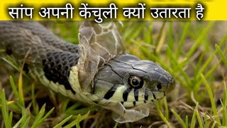 सांप अपनी केंचुली क्यों और कैसे उतारता है \/ Snake Shedding skin, Snake remove snake full information