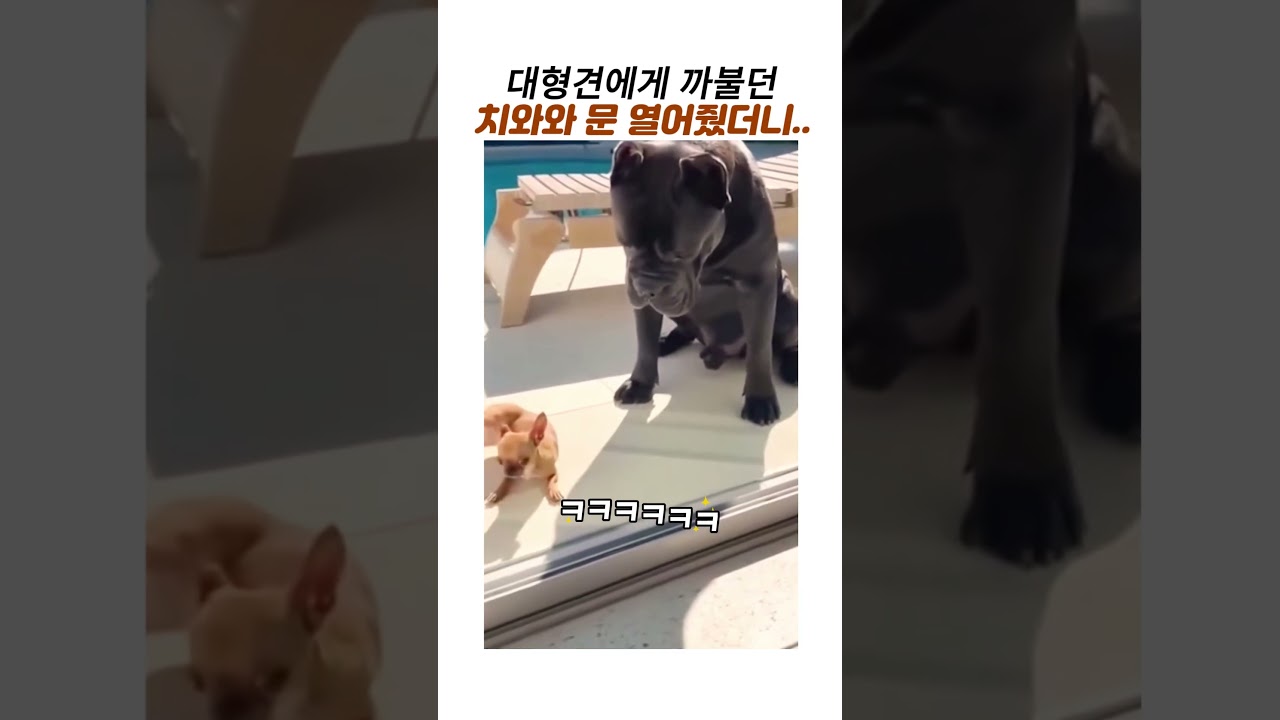 대형견에게 까불던 치와와의 최후#대형견#웃긴동물#케인코르소