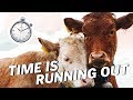 BEEF AND DAIRY Are Collapsing | Vegan News | LIVEKINDLY