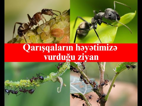 Video: Bəzək armud ağacları niyə pisdir?