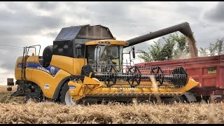 Moisson 2015 100% New Holland*HD