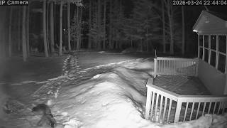 20260324 224256 Deer Watching Skunk And 2 Raccoons Snowy Backyard Combo Spedup4X