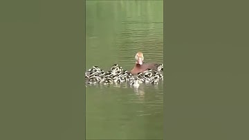 Black Bellied Whistling Duck l Enjoy Beauty of the Nature l Birdsgraphy