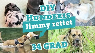 Hund 34 °C | Hundeeis DIY | Labrador rettet etwas | Hunde Vlog #3 | Hundeblog / Hundekanal