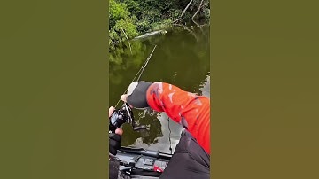 Câu cá lóc - cúp táp này phải hơn chục kg quá #caucaloc #câulure #binhthuanlure