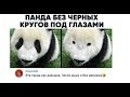 Лютые приколы. Панда забыла накрасить глаза