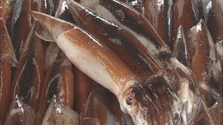 【HTBニュース】スルメイカ漁“過去最低”値段も高騰