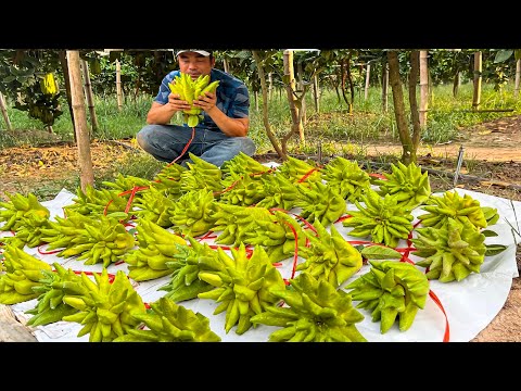 Buddha's Hand Fruit Harvesting and Why Buddha's Hand Citron Is So Expensive