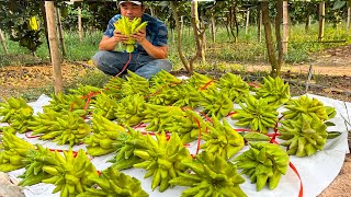 Buddha's Hand Fruit Harvesting and Why Buddha's Hand Citron Is So Expensive