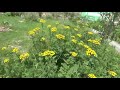 Tansy tanacetum vulgare  bitter buttons cow bitter golden buttons  medicinal use  history